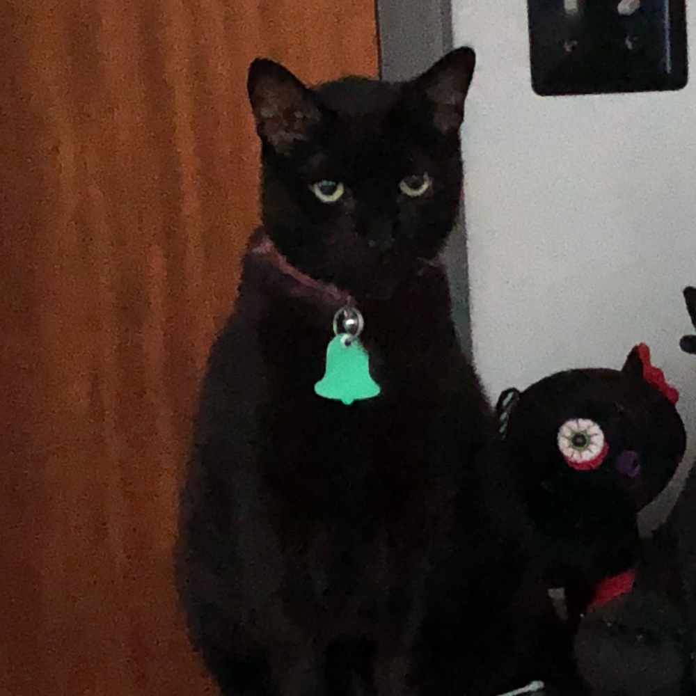 My black kitty 🐱